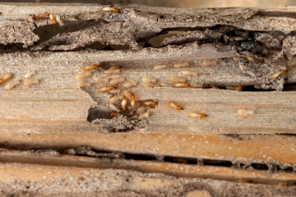 Best Emergency Pest Control  in Sanford, ME